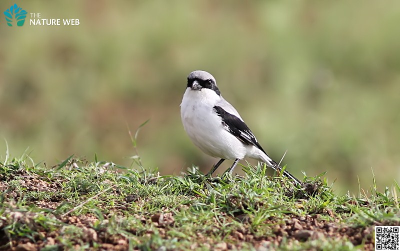 Southern Grey Shrike